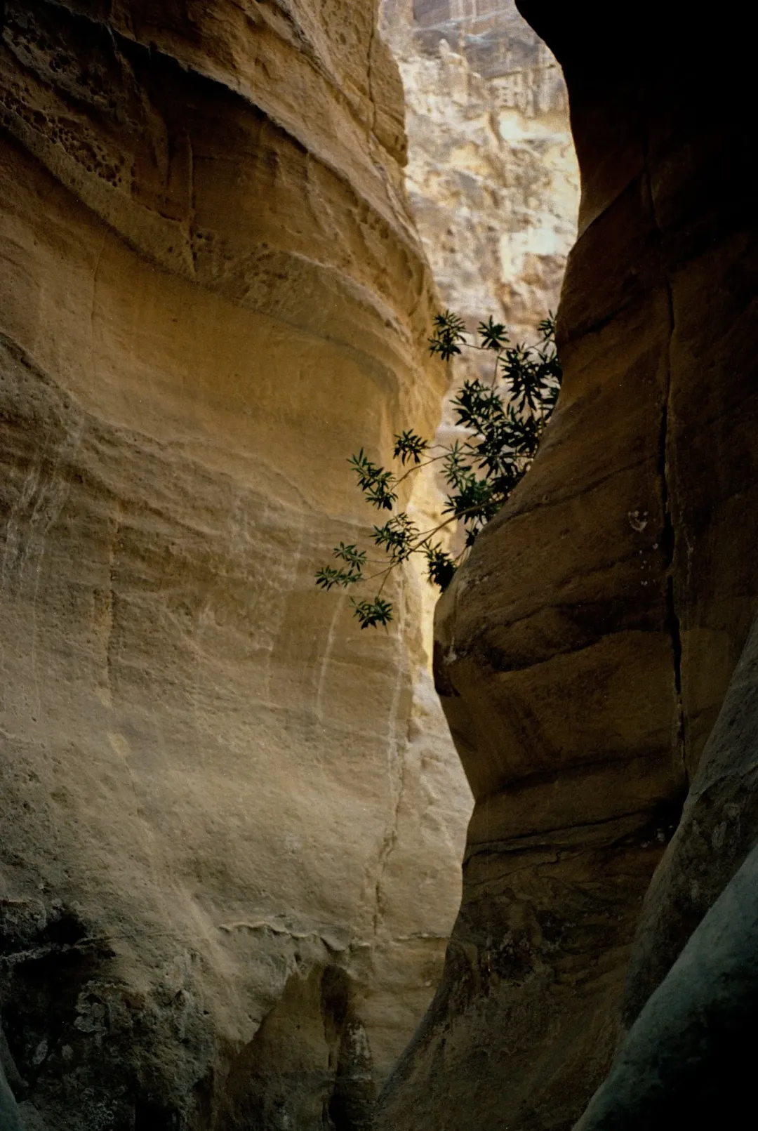 Wadi Dana
